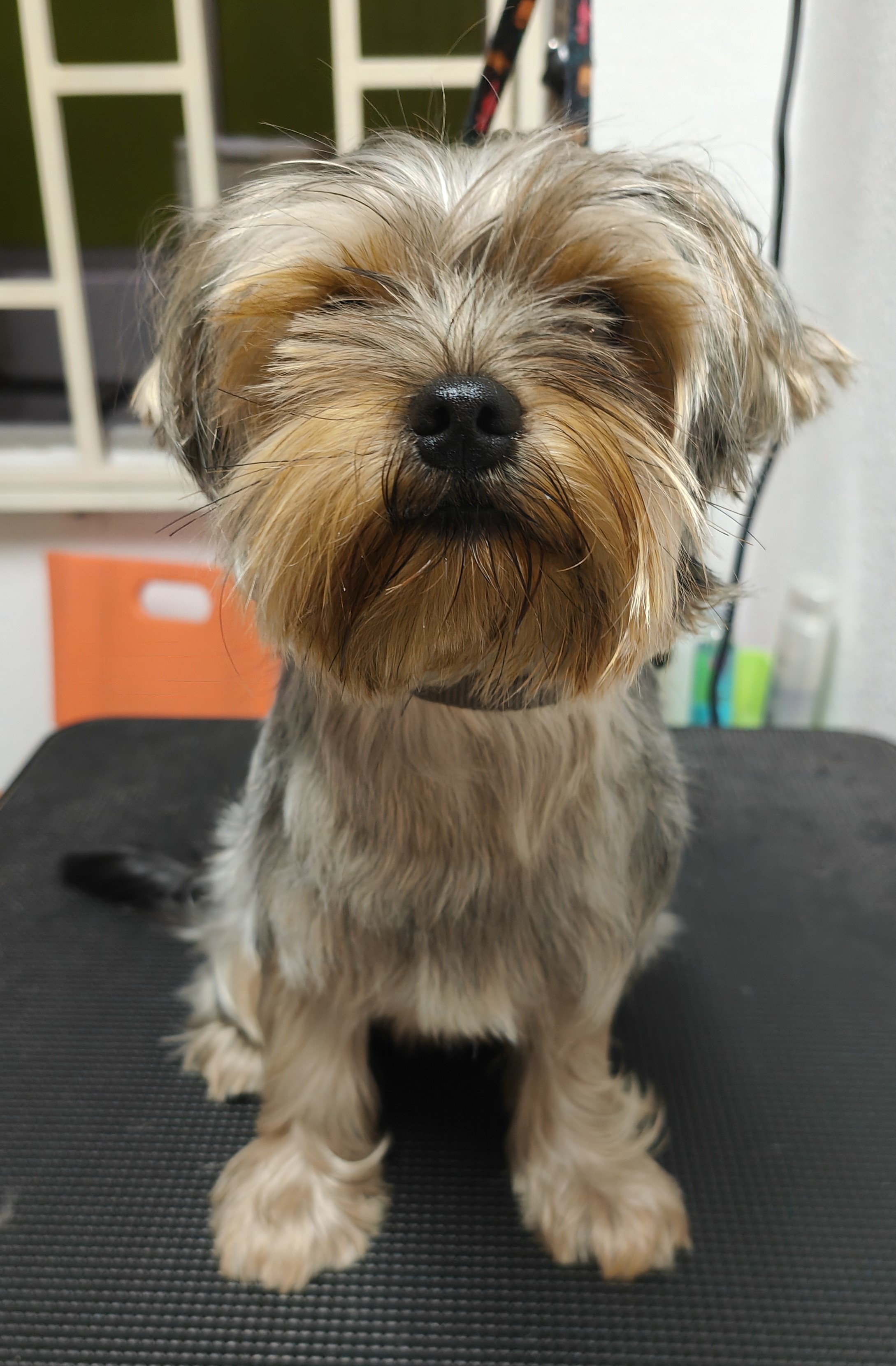 Peluquería canina Yolapatitas